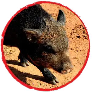 Meet the Parents - Our Breeder Pigs - West Texas Mini Pigs