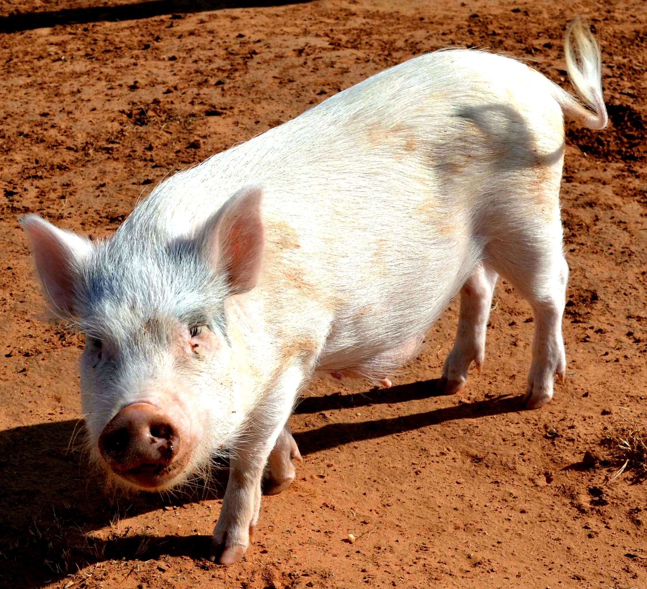 West Texas Mini Pigs   File 